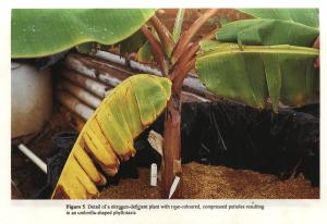 Nitrogen deficient with rose coloured