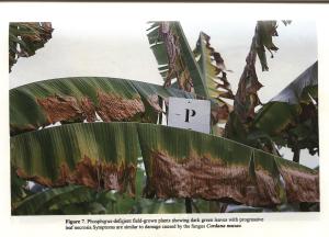 Phosphorus deficient-2