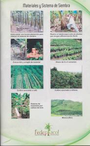 cartilla platano pag 1