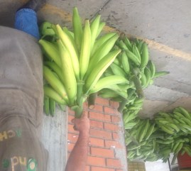 platano africano